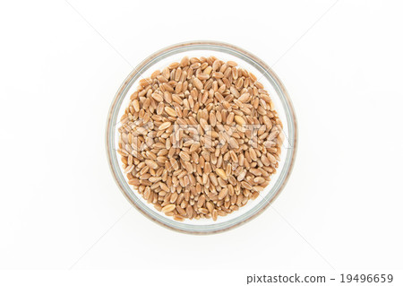 小麥草種子(Wheatberry):小麥草種子(小麥漿果) 小麥草種子(Wheatberry):小麥草種子(小麥漿果) 19496659