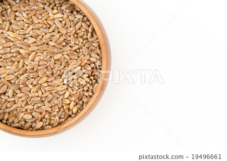 小麥草種子（Wheatberry）：小麥草種子（小麥漿果） 19496661
