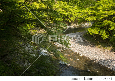 Fresh green of Kiyotakigawa 19496871