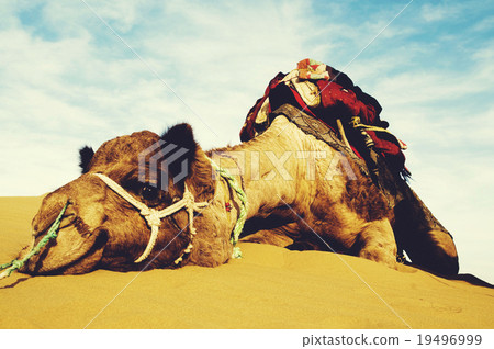 Cutest Camel Resting in the Desert Animal Concept 19496999