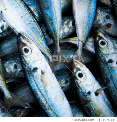 School Of Fish Caught Dead Freshness Concept School Of Fish Caught Dead Freshness Concept 19497043