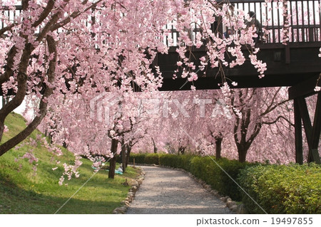 風水山上的櫻花 19497855