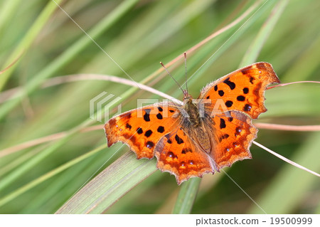 Kitatteja Kitatteja 19500999