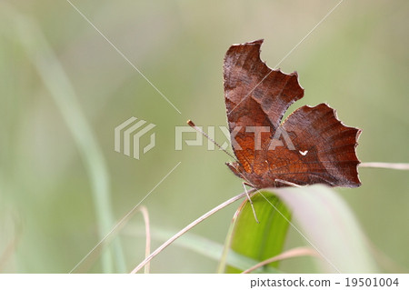 黃鉤蛺蝶 19501004