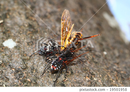 Yokoduna海龜擊中產蛋Hira shika 19501958