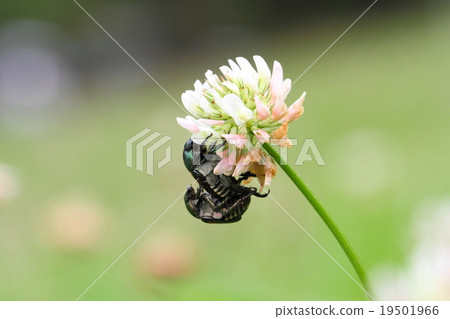 Mating cop 19501966