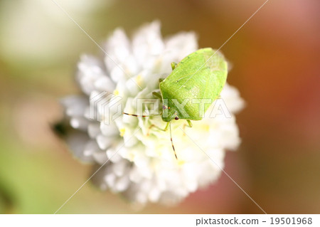 Minami blue bug and white thunberg 19501968