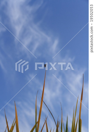 Fly insects Fly insects 19502053