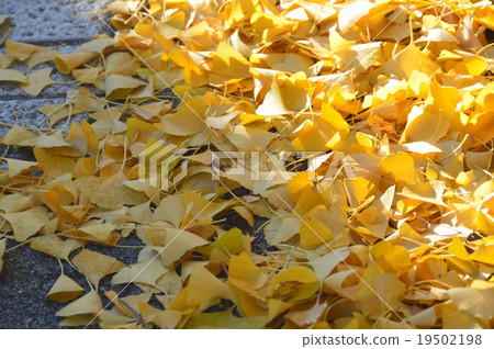 Ginkgo biloba leaves on the roadside (Inuyama City, Aichi) 19502198