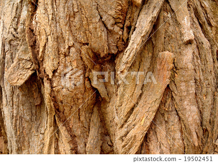 Ginkgo tree 19502451