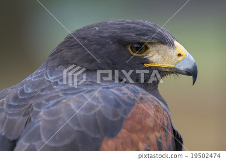 Harris Hawk 1 19502474