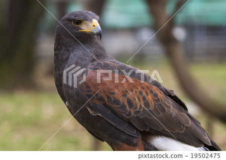 Harris Hawk 2 19502475