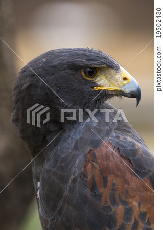 Harris Hawk 7 19502480