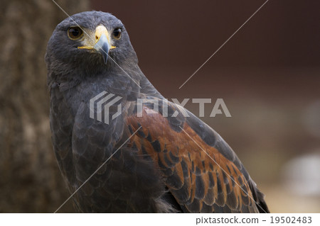 Harris Hawk 10 19502483