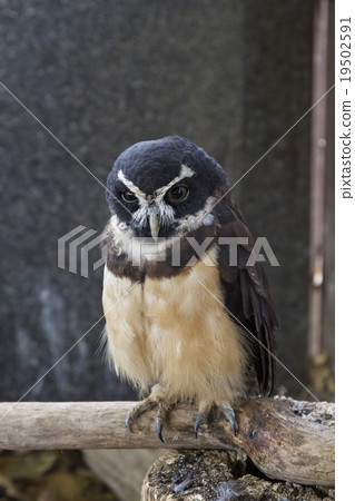 Glasses Owl 4 19502591