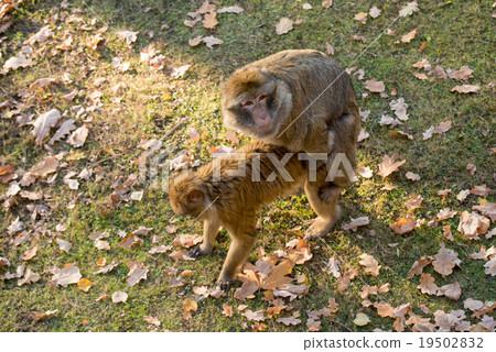 two monkeys Macaca Sylvanus copulating at the zoo two monkeys Macaca Sylvanus copulating at the zoo 19502832