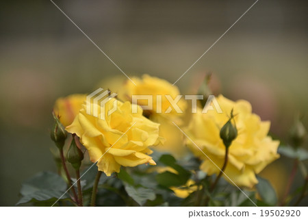 Dr. Faust of the fall autumn 19502920