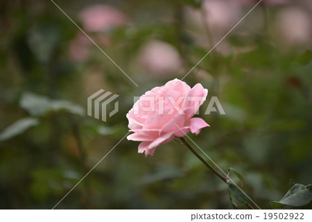 秋天玫瑰女王伊麗莎白 19502922