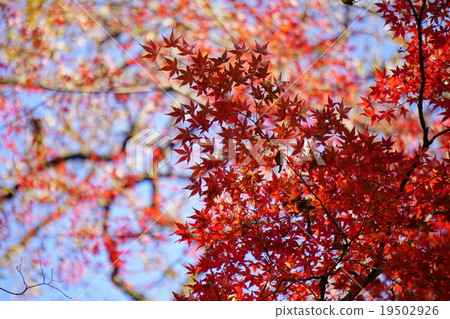 秋天的樹葉 19502926