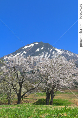 豬苗代町牧場的櫻花 豬苗代町牧場的櫻花 19502985