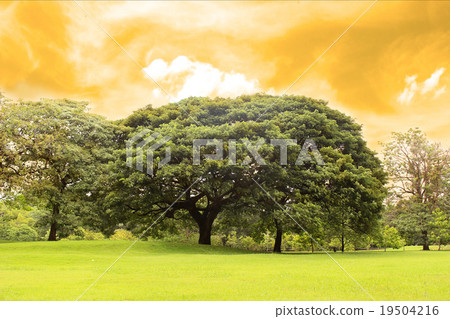 Big trees in the garden Big trees in the garden 19504216