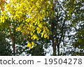 .Tree branches background 19504278