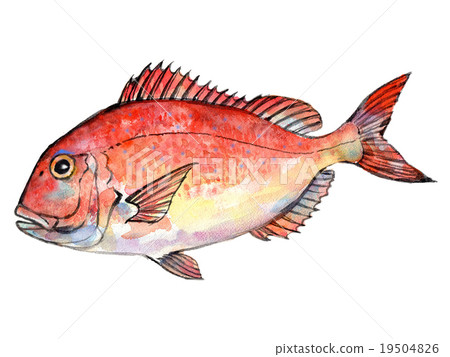 Red sea watercolor illustration 19504826