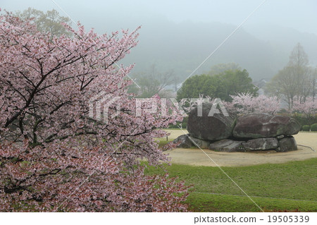 Cherry blossoms in full bloom and stone arena tomb Cherry blossoms in full bloom and stone arena tomb 19505339