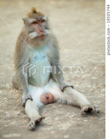Male monkey funny sitting on ground. 19505744