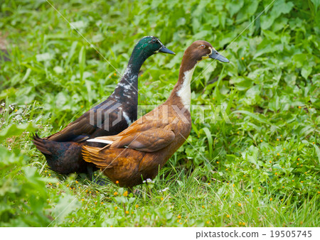 Two different genders ducks on meadow Two different genders ducks on meadow 19505745