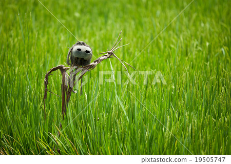 Scarecrow on rice field 19505747