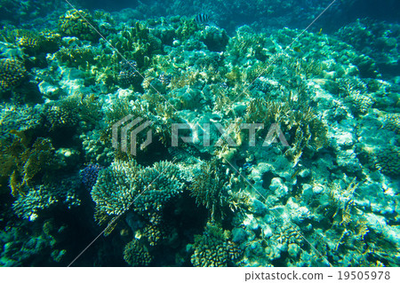 underwater underwater 19505978
