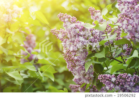Branch of lilac flowers Branch of lilac flowers 19506292