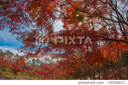 Autumn leaves Autumn leaves 19506851