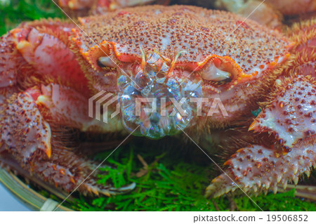 Hair crab blowing foam Hair crab blowing foam 19506852