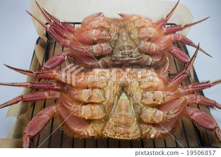 Hair crab to be burned Hair crab to be burned 19506857