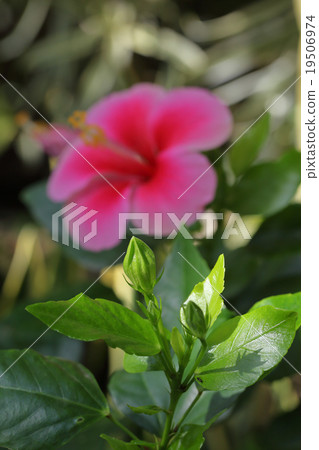 Hibiscus flower bud Hibiscus flower bud 19506974