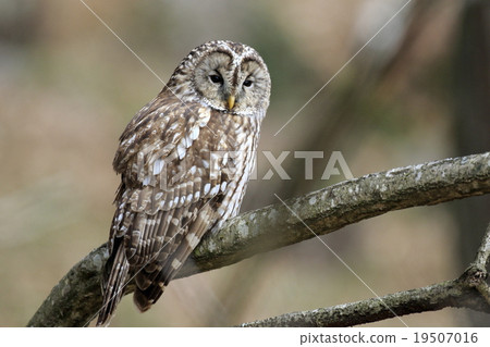 owl   19507016