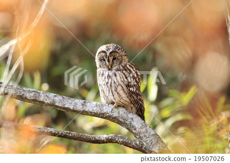 貓頭鷹   19507026