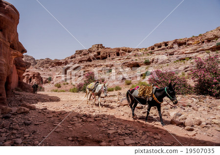Petra ruins, Jordan 19507035