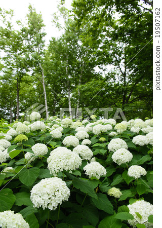Hydrangea 'Annabelle' 19507162