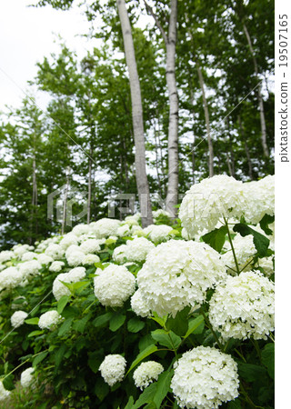 繡球花'安娜貝爾' 19507165