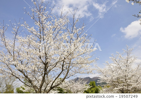 Cherry blossoms bloom full bloom Miyagase lakeside Cherry blossoms bloom full bloom Miyagase lakeside 19507249