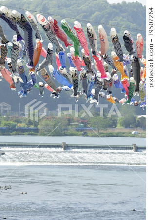 Carp streamers swimming in the Sagami River 19507264