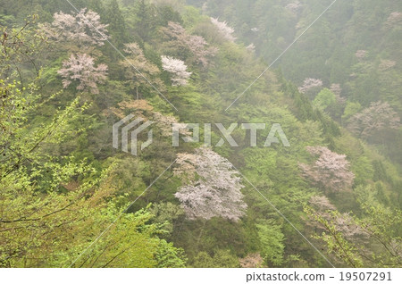 野生櫻桃樹以新綠色和雨 野生櫻桃樹以新綠色和雨 19507291
