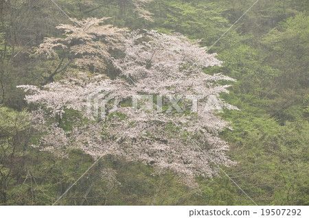 Wild cherry tree in fresh green and rain 19507292