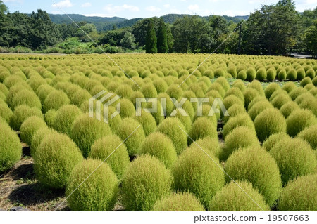 Kokia field 19507663