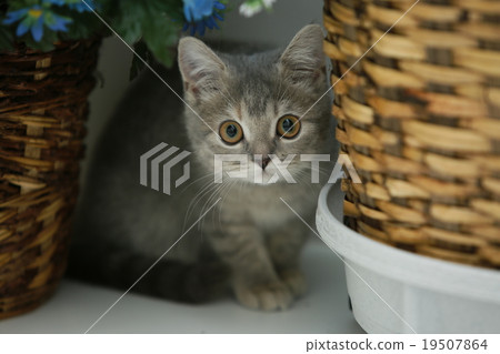 小貓（英國短毛貓） 19507864