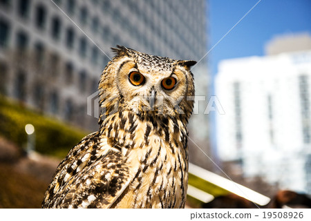 孟加拉Eagleworm 19508926