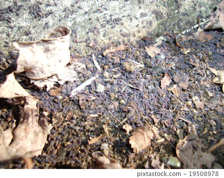 Murasaki beetle mass Murasaki beetle mass 19508978